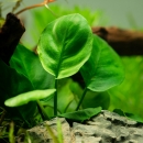 Anubias barteri ’Coin Leaf’ -...