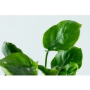 Anubias barteri ’Coin Leaf’ - Rundblättrige Anubias