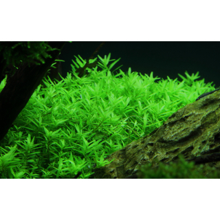 Rotala rotundifolia Green - Grüne Rotala - B-Ware