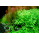 Rotala rotundifolia Green - Grüne Rotala - B-Ware