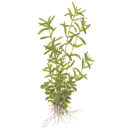 Rotala rotundifolia Green - Grüne Rotala - B-Ware