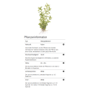 Rotala rotundifolia Green - Grüne Rotala - B-Ware