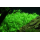 Rotala rotundifolia Green - Grüne Rotala - B-Ware
