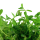 Rotala rotundifolia Green - Grüne Rotala - B-Ware