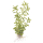 Rotala rotundifolia Green - Grüne Rotala - B-Ware