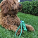 Swing`n Chew Stick | Hundespielzeug