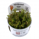 Rotala wallichii - Rotes Mooskraut | In-Vitro