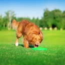 Collar Flyber | Frisbee