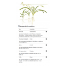 Sagittaria subulata - Flutendes Pfeilkraut | In-Vitro