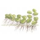 Salvinia minima - Kleinohriger Schwimmfarn | In-Vitro