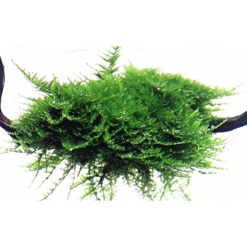 Vesicularia dubyana 'Christmas' - Christmas Moos | In-Vitro | Tropica