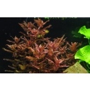 Rotala macrandra - Dichtblättrige Rotala | In-Vitro