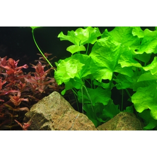 Nymphoides hydrophylla Taiwan - Wasserblättrige Seekanne