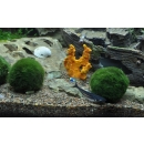 Tropica Mooskugel 1 Stück | Aegagropila linnaei