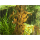GlasGarten Shrimp Lollies 4 in1 Power Algae 8 St. | MHD 10/26