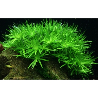 Heteranthera zosterifolia - Seegrasblättriges Trugkölbchen | In-Vitro