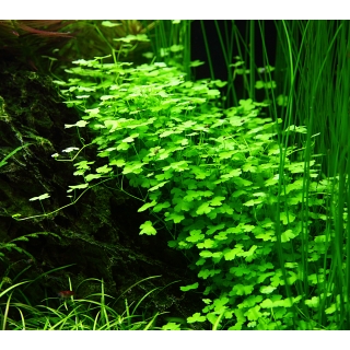 Hydrocotyle tripartita - Dreiteiliger Wassernabel