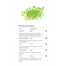 Hydrocotyle tripartita - Dreiteiliger Wassernabel | In-Vitro