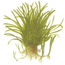 Lilaeopsis brasiliensis - Brasilianische Graspflanze | In-Vitro