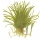 Lilaeopsis brasiliensis - Brasilianische Graspflanze | In-Vitro