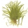 Lilaeopsis brasiliensis - Brasilianische Graspflanze | In-Vitro