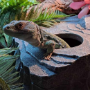 Terra Della Reptilienversteck Felsen | Wetbox - Größe M