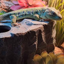 Terra Della Reptilienversteck Felsen | Wetbox - Größe M