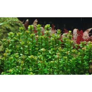 Rotala Bonsai - Indische Rotala | In-Vitro