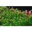 Rotala Bonsai - Indische Rotala | In-Vitro