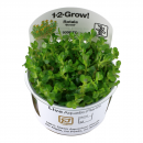 Rotala Bonsai - Indische Rotala | In-Vitro