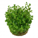 Rotala Bonsai - Indische Rotala | In-Vitro