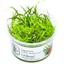 Sagittaria subulata Needle Leaf | B-Ware