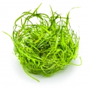 Sagittaria subulata Needle Leaf | B-Ware