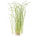 Sagittaria subulata Needle Leaf | B-Ware