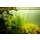 Sagittaria subulata Needle Leaf | B-Ware