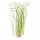 Sagittaria subulata Needle Leaf | B-Ware