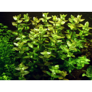B-Ware | Bacopa caroliniana - Großes Fettblatt