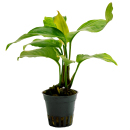 Anubias heterophylla | Topf-Pflanze