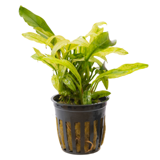 Anubias barteri var. glabra Variegata | Topf-Pflanze