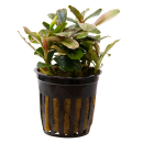 Bucephalandra Malawi Pink | Topf-Pflanze