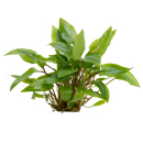 Cryptocoryne wendtii ‘Green’ | Topf-Pflanze