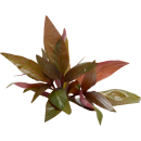 Alternanthera reineckii Lila | Topf-Pflanze