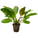 Echinodorus Little bear | Topf-Pflanze