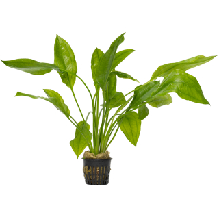 Echinodorus grisebachii Bleherae MP (Mutterpflanze) | Topf-Pflanze