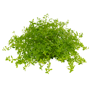 Micranthemum glomeratum (micranthemoides) | Topf-Pflanze