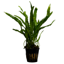 Microsorum Narrow Leaf | Topf-Pflanze