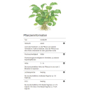 Schismatoglottis prietoi | In-Vitro B-Ware