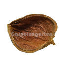 Xixa Schote | Sterculia chicha