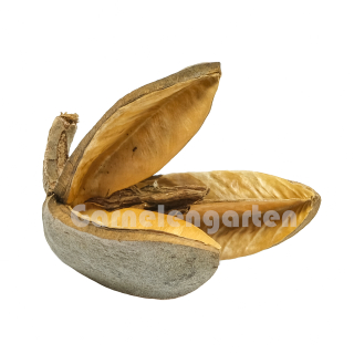 Pinar Schote | Qualea grandiflora