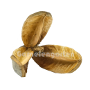 B-Ware | Pinar Schote | Qualea grandiflora